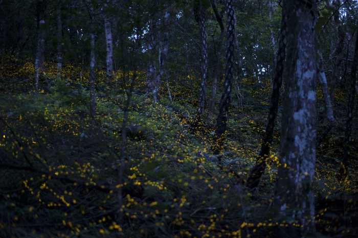 发酵后的水果营养成分