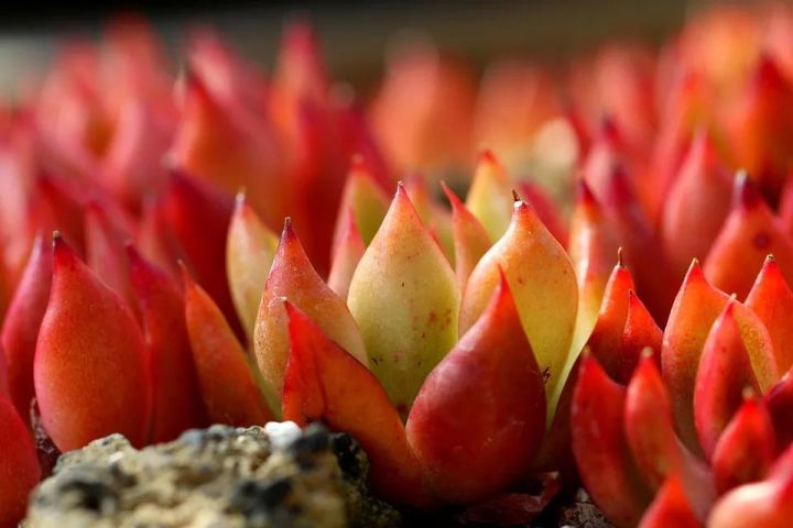 心理健康和光学知识哪个好