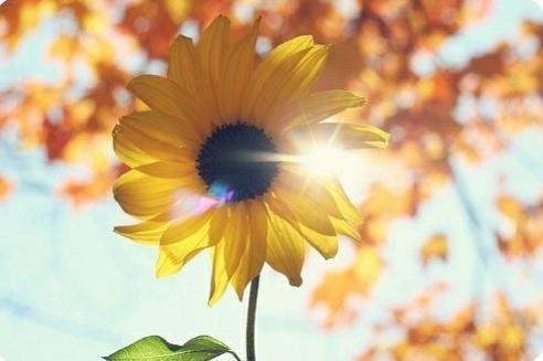 如何健康饮食减肥食谱简单，妙健康饮食减肥不运动食谱