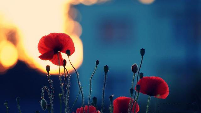 孩子健康饮食减肥学生食谱，心理健康知识内容黑板报